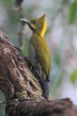 Greater yellownape