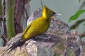 Greater yellownape bird Royalty Free Stock Photo