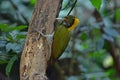 Greater yellownape Chrysophlegma flavinucha, perched on a tree log Royalty Free Stock Photo