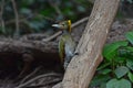 Greater yellownape Chrysophlegma flavinucha, perched on a tree log Royalty Free Stock Photo