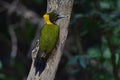 Greater yellownape Chrysophlegma flavinucha, perched on a tree log Royalty Free Stock Photo