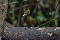 Greater yellownape Chrysophlegma flavinucha, perched on a tree log Royalty Free Stock Photo