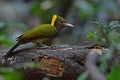 Greater yellownape Chrysophlegma flavinucha, perched on a tree log Royalty Free Stock Photo