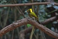 Greater yellownape Chrysophlegma flavinucha, perched on a tree log Royalty Free Stock Photo