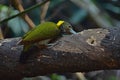 Greater yellownape Chrysophlegma flavinucha, perched on a tree log Royalty Free Stock Photo