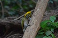 Greater yellownape Chrysophlegma flavinucha, perched on a tree log Royalty Free Stock Photo