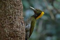 Greater yellownape Chrysophlegma flavinucha, perched on a tree log Royalty Free Stock Photo