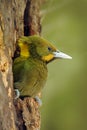 Greater Yellownape, Picus flavinucha, on the tree hole nest, detail portrait of green woodpecker, India Royalty Free Stock Photo