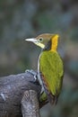 Greater yellownape Woodpecker
