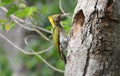 Greater Yellownape woodpecker (Picus flavinucha) Royalty Free Stock Photo