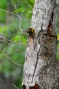 Greater Yellownape woodpecker (Picus flavinucha) Royalty Free Stock Photo