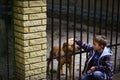 The greatest healing therapy is friendship and love. Little boy patting dog. Little boy adopt new friend from dogs Royalty Free Stock Photo