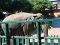 Pleasant communication with exotic animals in the Odessa zoo. the city of Odessa. Ukraine. Royalty Free Stock Photo