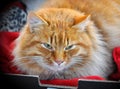 Greatest red color cat sleeps Royalty Free Stock Photo