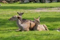 Greather kudu antelope lying