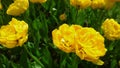 Greatly expanded head of yellow tulips