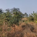 Greatness of rural nature, Raigad, Maharashtra