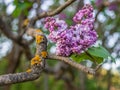 Lonely Bunch of Lilac on an Ornate Branch