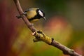 Great tit branch Royalty Free Stock Photo