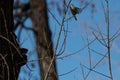 A greattit flys between trees in jena at spring