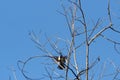 A greattit flys between trees in jena at spring