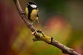 Great tit branch Royalty Free Stock Photo