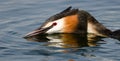 Grebe (Fuut) defending. Royalty Free Stock Photo