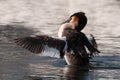 A Grebe grooming and flapping its wings Royalty Free Stock Photo
