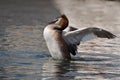 A Grebe grooming and flapping its wings Royalty Free Stock Photo