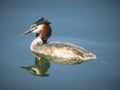 Grebe with long grey closed beak and covered by dark grey cup is relaxing in lake.