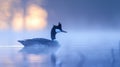 A grebe is a type of diving bird that is found in many parts of the world Royalty Free Stock Photo