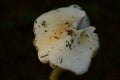Grebe`s white mushroom cap in the morning dew in the dark Royalty Free Stock Photo