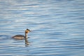 A grebe in the water Royalty Free Stock Photo