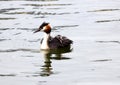 Grebe swim around