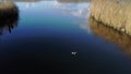 A grebe swims in the river Het Spui and dives for fish under water.