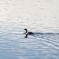 grebe with a wake Royalty Free Stock Photo