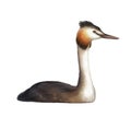 Grebe on white background