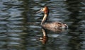 Grebes are aquatic diving birds in the order Podicipediformes Royalty Free Stock Photo