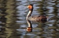 Grebes are aquatic diving birds in the order Podicipediformes Royalty Free Stock Photo