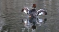 Grebes are aquatic diving birds in the order Podicipediformes. Royalty Free Stock Photo