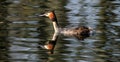 Grebes are aquatic diving birds in the order Podicipediformes. Royalty Free Stock Photo