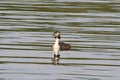 Grebe on the River Yare