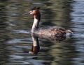 Grebes are aquatic diving birds in the order Podicipediformes. Royalty Free Stock Photo