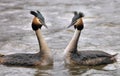 Grebes couple Royalty Free Stock Photo