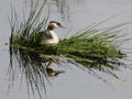 Grebes couple on their nest