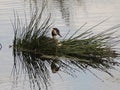Grebes couple on their nest