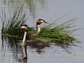 Grebes couple on their nest