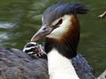 Grebes couple on their nest