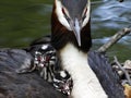 Grebes couple on their nest