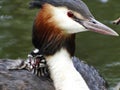 Grebes couple on their nest